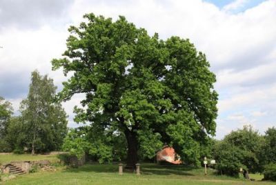 Memorial trees